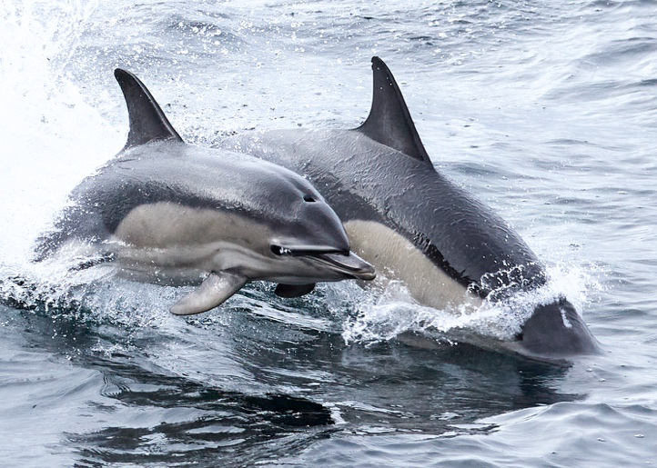 clean marine autonomy